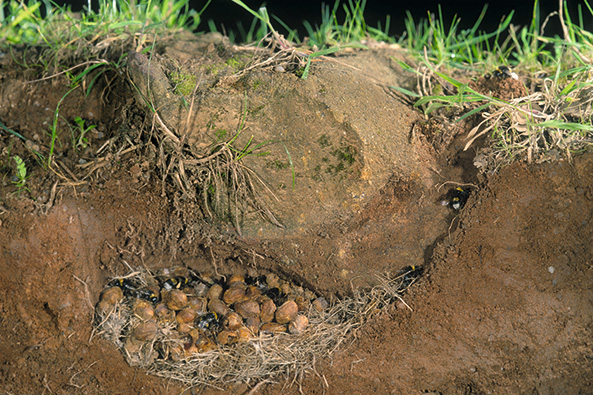 Nest der Dunklen Erdhummel