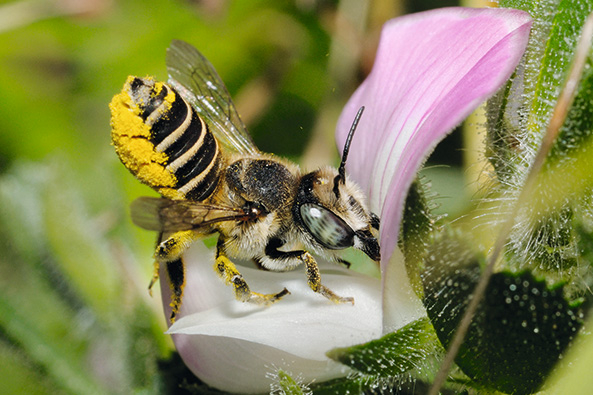 Blattschneiderbiene auf Hauhechel