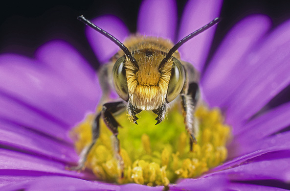 Wildbienen im Garten