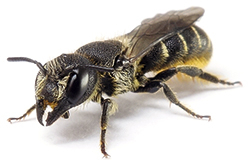 Löcherbienen