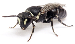 Maskenbienen
