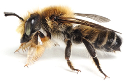 Blattschneiderbienen