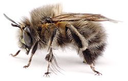 Pelzbienen