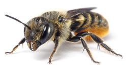 Mauerbienen