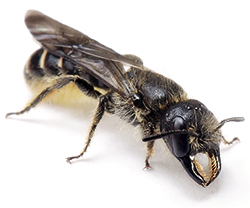 Scherenbienen