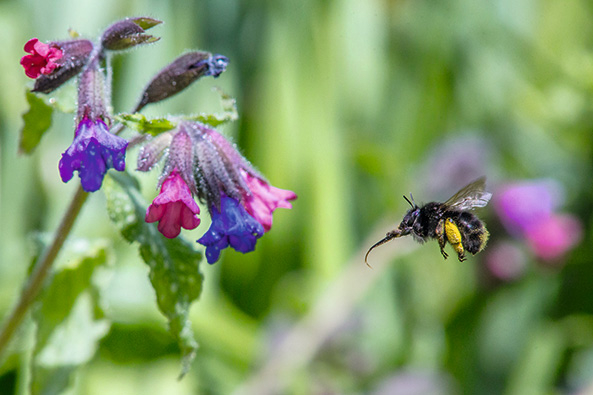 Gartenpflanzen für Wildbienen