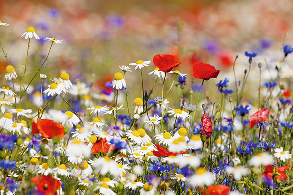Wildblumenwiese