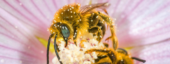 Im Fokus: Wildbienen
