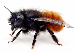 Wildbiene