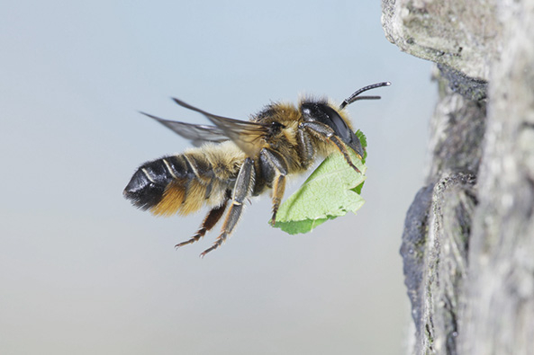 Blattschneiderbienen