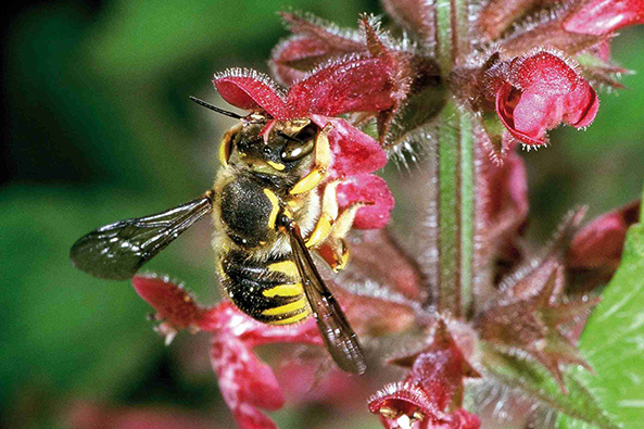 Garten-Wollbiene