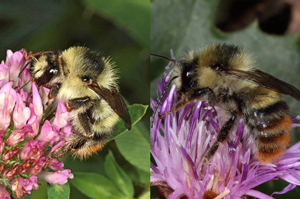 Bunte Hummel