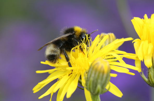 Hummel