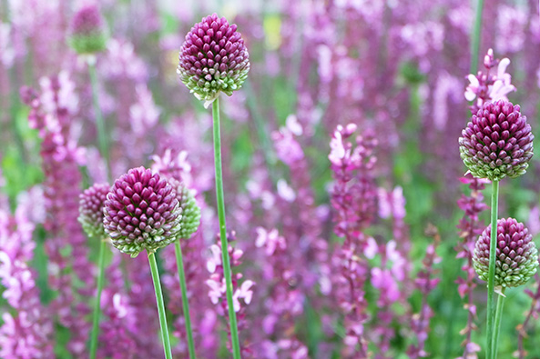 Zwiebelblumen für Wildbienen