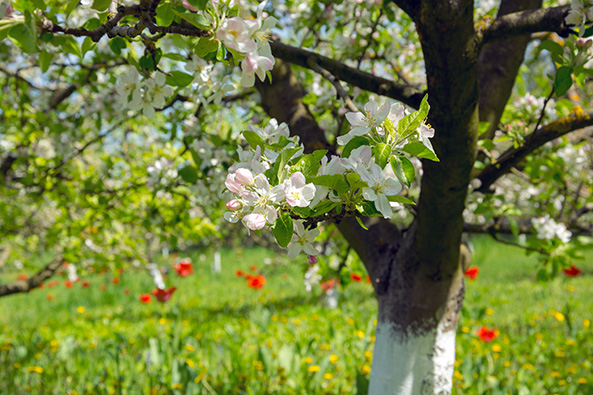 Obstbäume für Wildbienen
