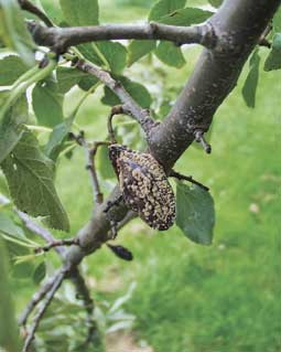 Monilia-Pilz an Zwetsche