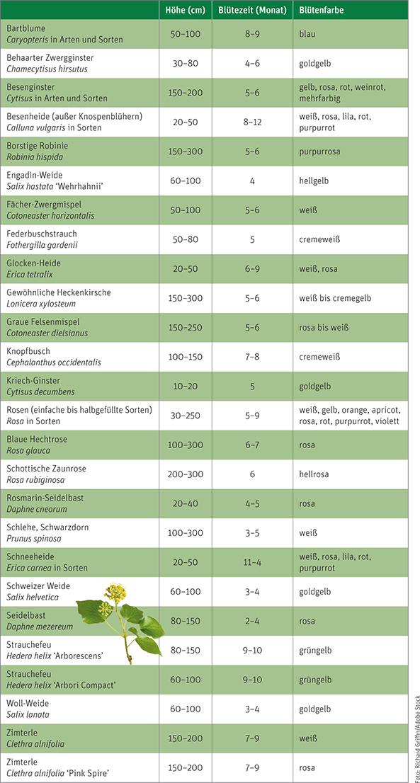 Tabelle Kompakte Gehölze