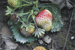 Symptome der Lederfäule an Erdbeeren