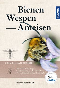 Bienen, Wespen - Ameisen