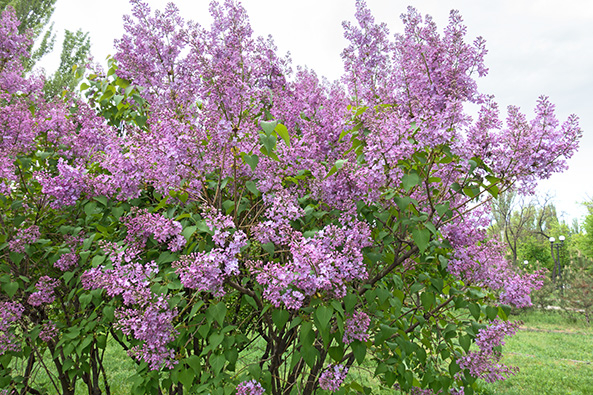 Höhere Gehölze für Wildbienen