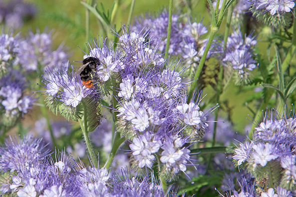 Einjährige Blütenpflanzen für Wildbienen