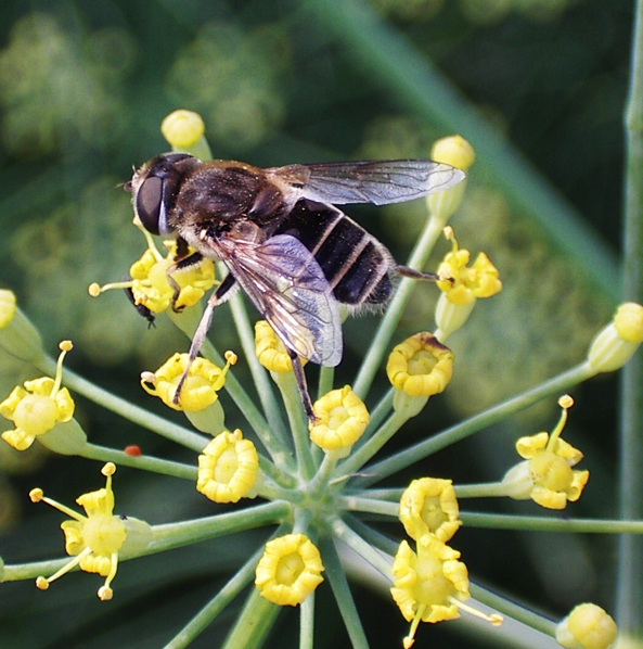 Hummel