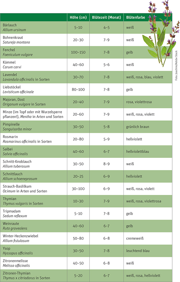 Tabelle Kuechenkräuter