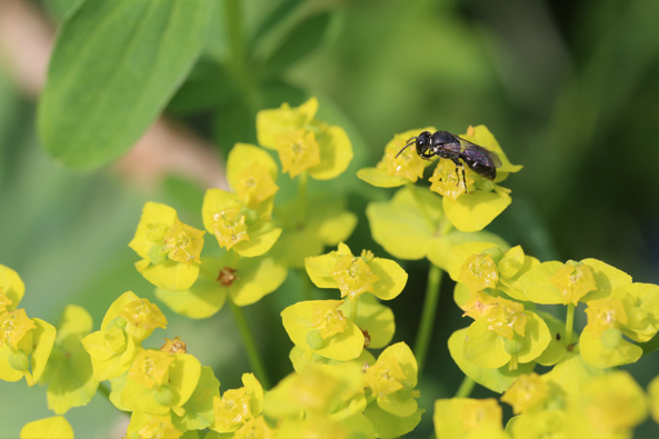 Gewöhnliche Maskenbiene