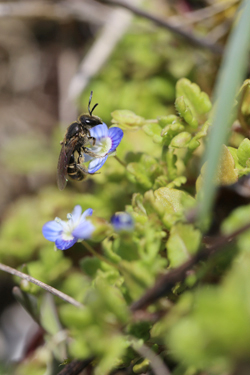 Furchenbienen