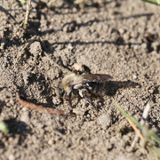 Weiden-Sandbiene