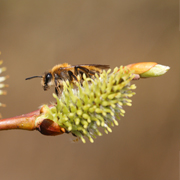 Frühe Sandbiene