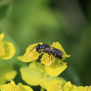 Gewöhnliche Maskenbiene
