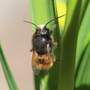Gehörnte Mauerbiene