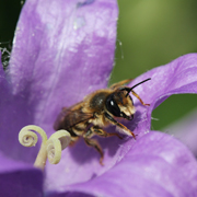 Garten-Blattschneiderbiene