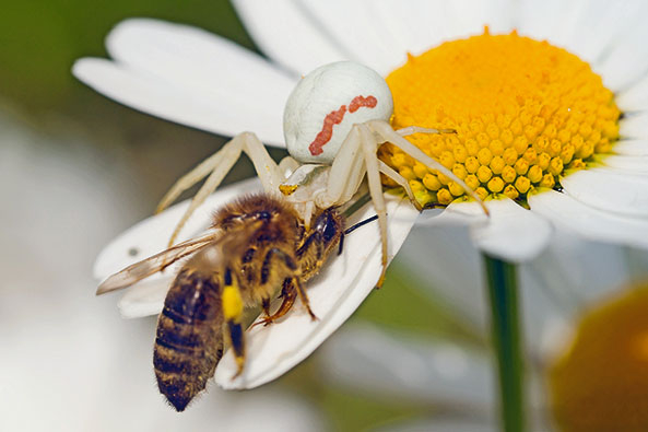 Krabbenspinne