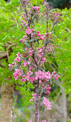 ‘Maypole’
