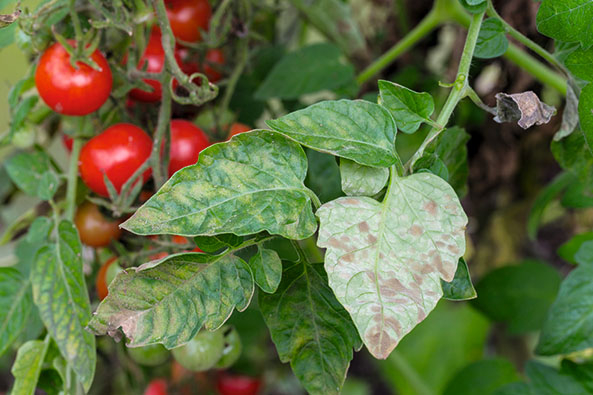 Samtflecken an Tomaten