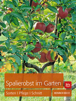 Spalierobst im Garten