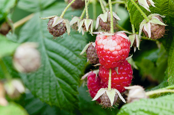 Himbeeren