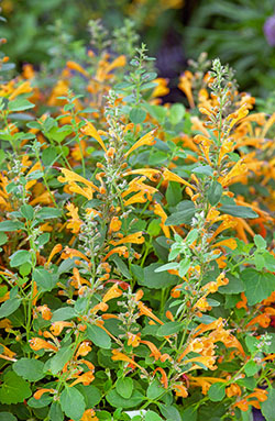 Aprikosenmelisse