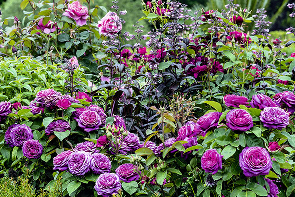 Rosengarten