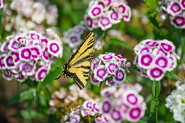 Schmetterling