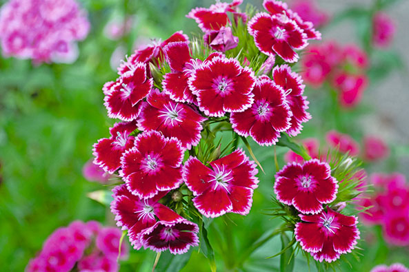 Bartnelkenblüten