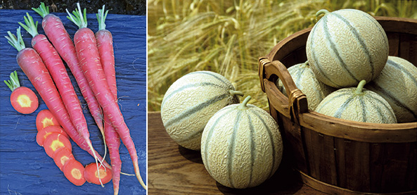 Möhre ‘Ruby Prince’ und Zuckermelone ‘Stellio’