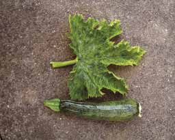 Virusbefall an Zucchini