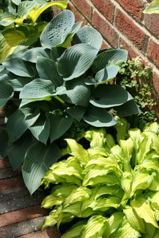 Hosta-Vielfalt