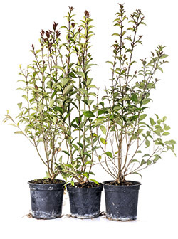 Ligusterhecke