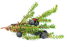Schwarze Krähenbeere