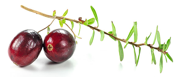 Großfrüchtige Moosbeere