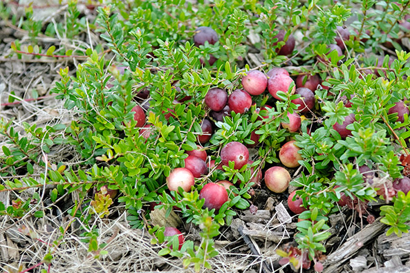 Bodenbeeren